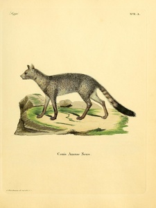 Pampas Fox