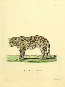 Panther
