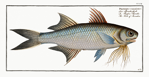 Paradise Threadfin