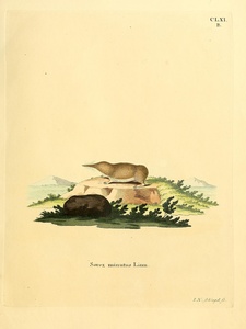 Paramushir Shrew