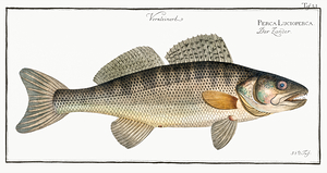Pikeperch Zander