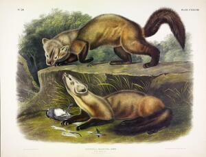 Pine Marten