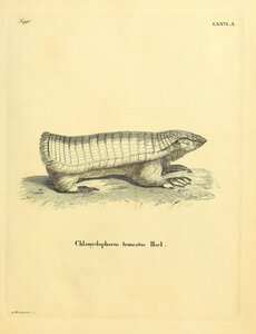 Pink Fairy Armadillo Pichiciego