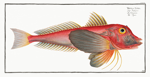Piper Lyre Gurnard