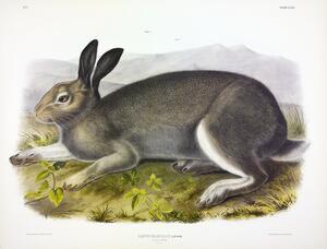 Polar Hare