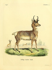 Pronghorn