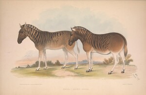 Quagga