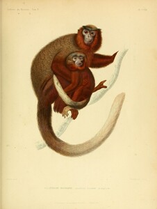 Red Bellied Dusky Titi