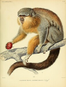 Red Bellied Dusky Titi 2