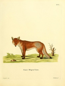 Red Fox