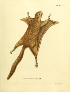 Red Giant Flying Squirrel