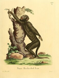 Red Handed Howler
