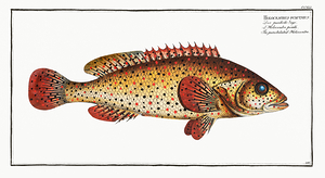 Red Hind Grouper Print