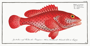 Red Hind Lucky Grouper Koon