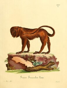 Red Howler