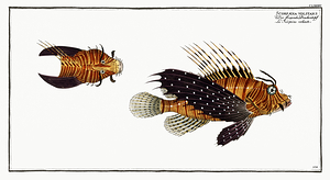 Red Lionfish