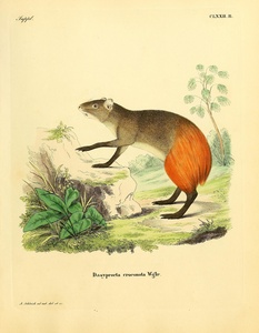 Red Rumped Agouti