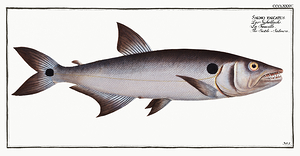 Red Tail Barracuda