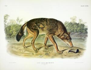 Red Wolf