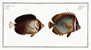 Redtail Butterflyfish and Vermiculated Angelfish