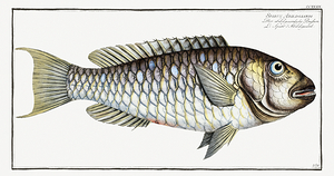 Redtail Parrotfish