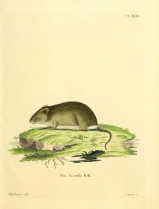 Reed Vole