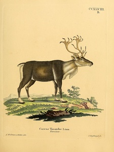 Reindeer Caribou