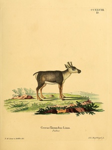 Reindeer Caribou 2