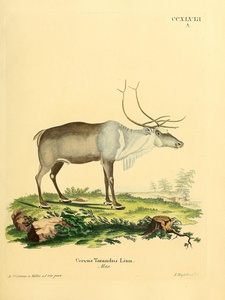 Reindeer Caribou 3