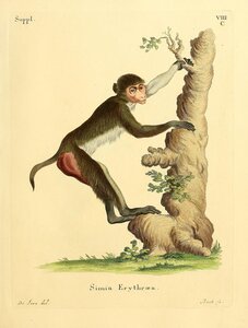 Rhesus Macaque