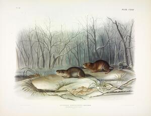 Richardson s Meadow Mouse