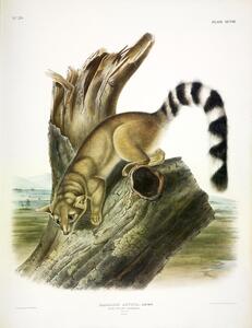 Ring Tailed Cat