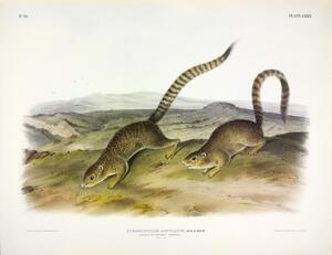 Ring Tailed Ground Squirrel