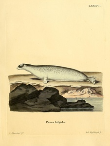 Ringed Seal