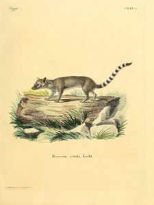 Ringtail Ring Tailed Cat