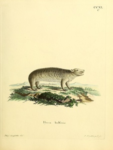 Rock Hyrax