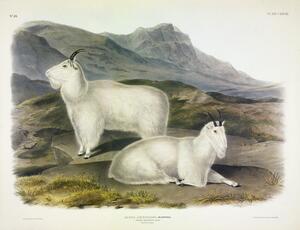 Rocky Mountain Goat