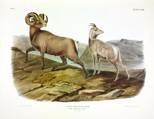 Rocky Mountain Sheep