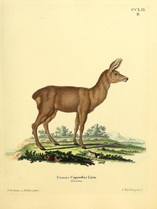 Roe Deer