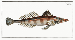 Rough Flathead