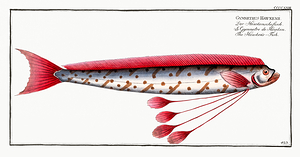 Russell s Oarfish