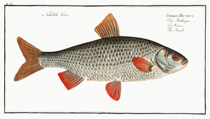 Rutilus Roach