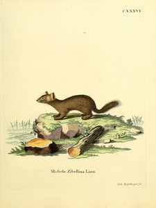 Sable