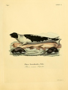 Saddleback Harp Seal