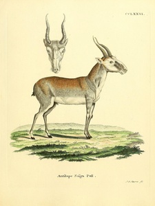 Saiga Antelope
