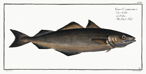 Saithe Pollock Coalfish