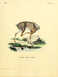 Salt s Dik Dik Antelope