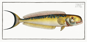 Sand Tilefish
