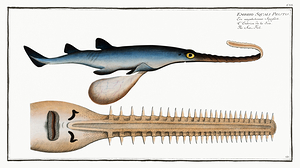 Sawfish Carpenter Shark