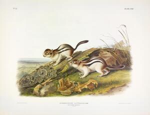 Says Marmot Squirrel